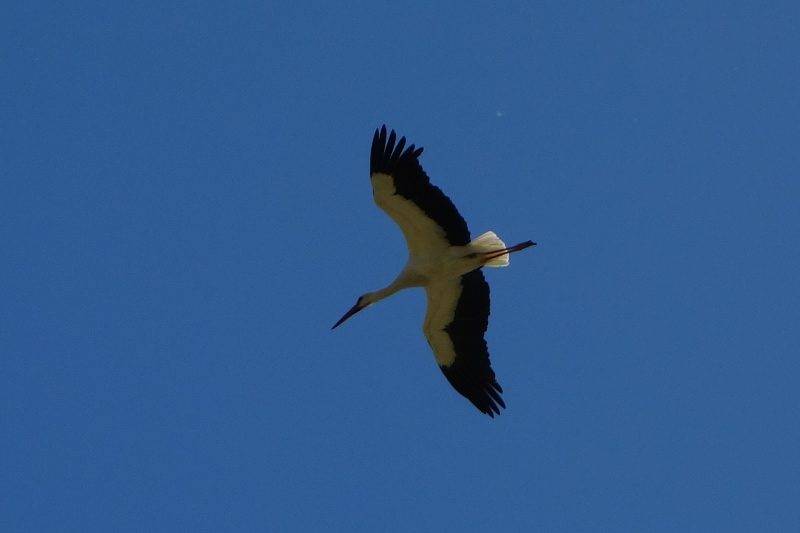 Storch